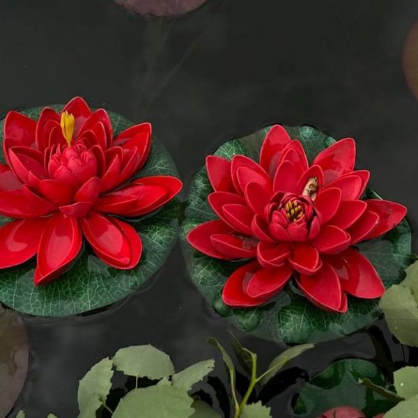 Kırmızı Lotus Çiçeği