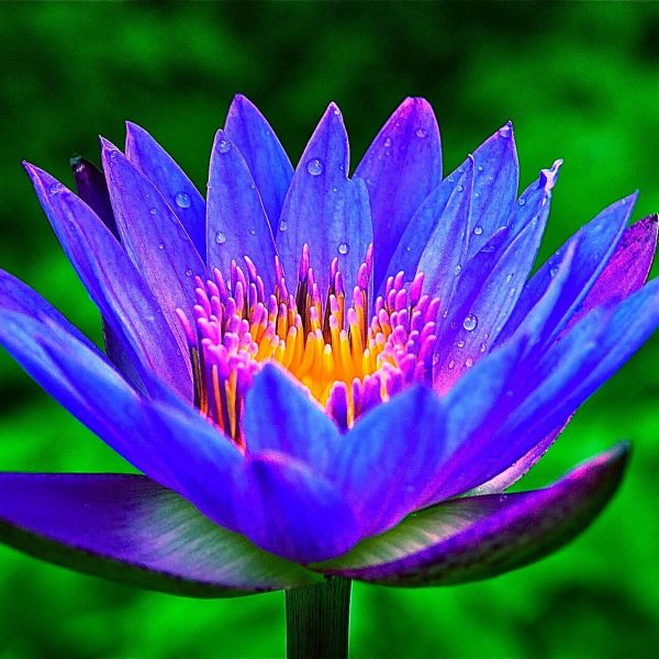 Mavi Lotus Çiçeği