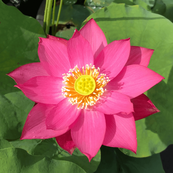 Pembe Lotus Çiçeği